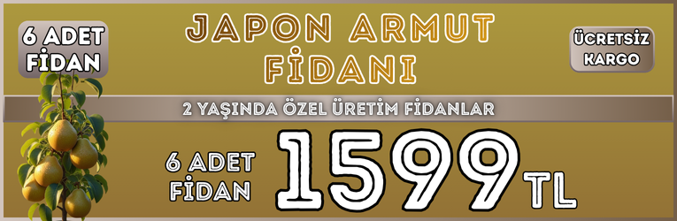 6 Adet Japon Armut