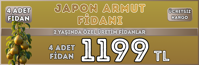 4 Adet Japon Armut